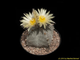 Astrophytum myriostigma f. quadricostata 3426